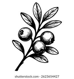Vector drawing of cranberries. Sketch of a branch of berries hand drawing. for label, poster, print.
