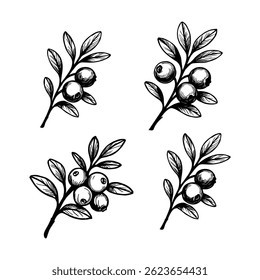 Vector drawing of cranberries. Sketch of a branch of berries hand drawing. for label, poster, print.
