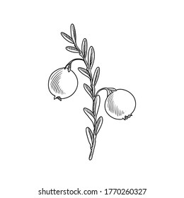 vector drawing cranberry, Vaccinium macrocarpon , hand drawn illustration of medicinal plant