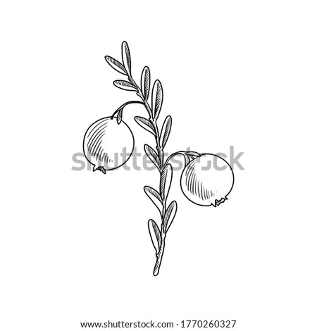 vector drawing cranberry, Vaccinium macrocarpon , hand drawn illustration of medicinal plant