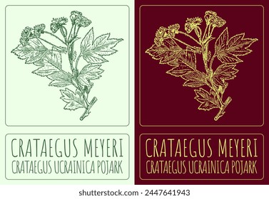 Vector drawing CRATAEGUS MEYERI . Hand drawn illustration. The Latin name is CRATAEGUS UCRAINICA POJARK.
