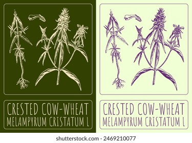 Vector drawing CRESTED COW-WHEAT. Hand drawn illustration. The Latin name is MELAMPYRUM CRISTATUM L.

