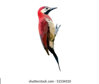 Vector drawing of Crimson Mantled woodpecker. Raster image also available