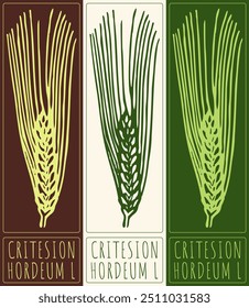 Vector drawing CRITESION. Hand drawn illustration. Latin name is HORDEUM L.
