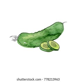 vector drawing cucumeber, isolated vegetables, hand drawn illustration