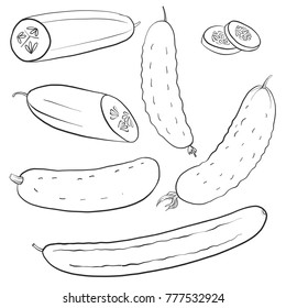 vector drawing cucumebers, isolated vegetables, hand drawn illustration