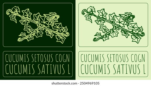 Vector drawing CUCUMIS SETOSUS COGN. Hand drawn illustration. Latin name is CUCUMIS SATIVUS L.
