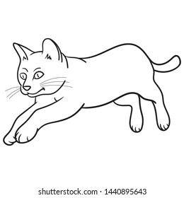 Vector drawing of a cute cat who is jumping and up in the air. outline, sketch, tiger, little cat