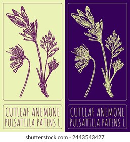 Vector drawing CUTLEAF ANEMONE. Hand drawn illustration. The Latin name is PULSATILLA PATENS L.
