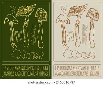 Vector drawing CYSTODERMA RUGOSORETICULATA. Hand drawn illustration. The Latin name is AGARICUS RUGOSORETICULATUS F LORINSER.
