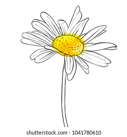 Vector Drawing Daisy Flower, Floral Element, Hand Drawn Botanical Illustration
