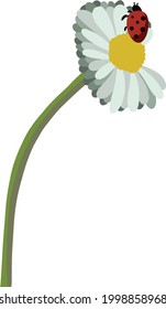 vector drawing daisy flower, floral element, hand-drawn botanical illustration.