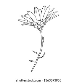 vector drawing daisy flower, isolated floral element, hand drawn botanical illustration