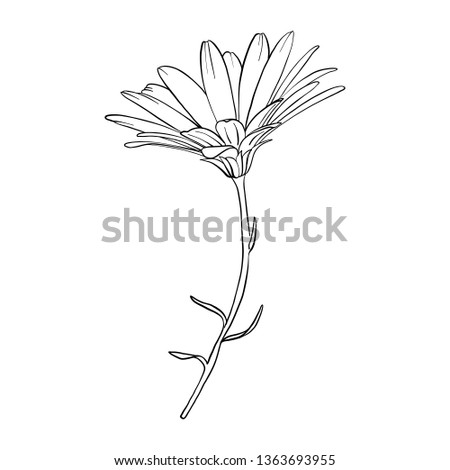 vector drawing daisy flower, isolated floral element, hand drawn botanical illustration