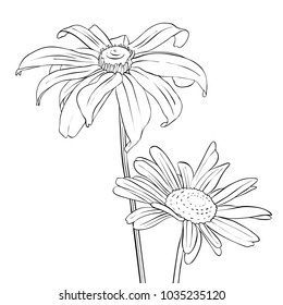 vector drawing daisy flowers, floral background, hand drawn botanical illustration