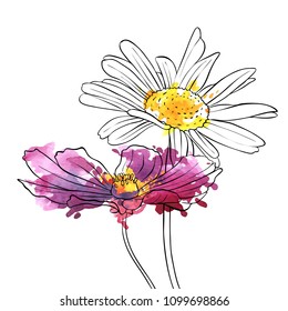 vector drawing daisy flowers, floral background, hand drawn botanical illustration