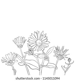 vector drawing daisy flowers, floral composition, hand drawn botanical illustration