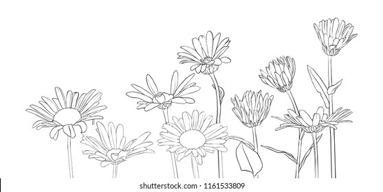 vector drawing daisy flowers, floral composition, hand drawn botanical illustration