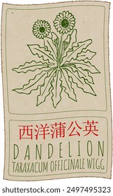 Vector drawing DANDELION in Chinese. Hand drawn illustration. Latin name is TARAXACUM OFFICINALE WIGG.
