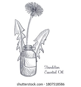 vector drawing dandelion essential oil, Taraxacum officinale , hand drawn illustration
