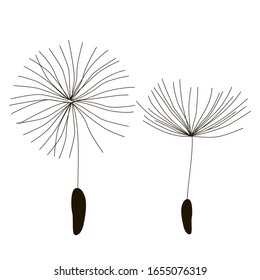 Vector drawing, dandelion on a white isolated background. Outline drawing, lines