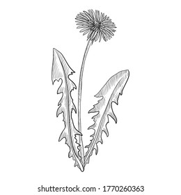 vector drawing dandelion , Taraxacum officinale , hand drawn illustration of medicinal plant