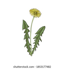 vector drawing dandelion , Taraxacum officinale , hand drawn illustration of medicinal plant