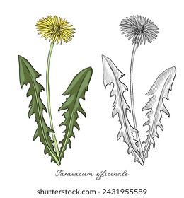 dibujo vectorial diente de león , Taraxacum officinale , ilustración hecha a mano de planta medicinal