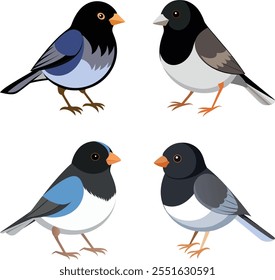 Vector Drawing of Dark-eyed Junco Bird