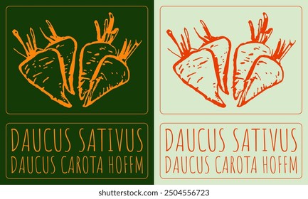 Vector drawing DAUCUS SATIVUS. Hand drawn illustration. Latin name is DAUCUS CAROTA HOFFM.
