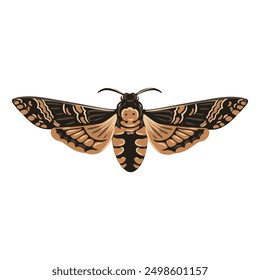 vector drawing death's-head hawkmoth, butterfly isolated at white background, natural element, hand drawn illustration