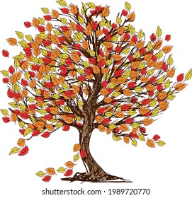 Vector drawing of deciduous tree in autumn