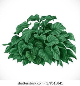 Vector drawing of decorative Datura bush with large leaves