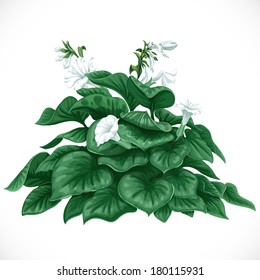 Vector drawing of decorative Datura bush with large leaves and white flowers