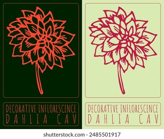 Vector drawing DECORATIVE INFLORESCENCE. Hand drawn illustration. The Latin name is DAHLIA CAV
