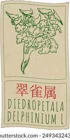 Vector drawing DIEDROPETALA in Chinese. Hand drawn illustration. Latin name is DELPHINIUM L.
