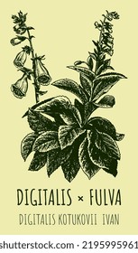 Vector drawing digitalis. Hand drawn illustration. The Latin name is DIGITALIS FULVA KOTUKOVI IVAN.
