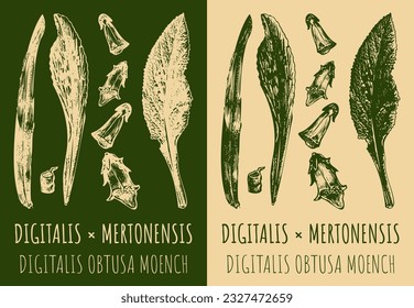 Vektorgrafik DIGITALIS oder MERTONENSIS. Handgezeichnete Illustration. Der lateinische Name ist DIGITALIS OBTUSA MOENCH.
