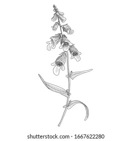 dibujo vectorial planta digitálica, foxglove, Digitalis lanata, ilustración a mano