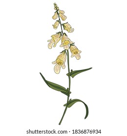 vector drawing digitalis plant, foxglove, Digitalis lanata at white background, hand drawn illustration