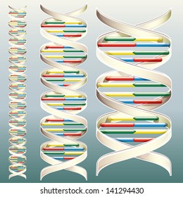 Vector Drawing Of A DNA Helix/DNA Helix/ Easy To Edit Layers, Grouped Files, Editable Easy To Make Any Length.