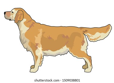 Vector drawing of dog breed golden retriever. Isolated on white background.