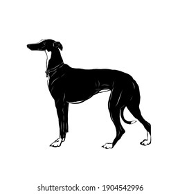 Vector drawing of dog in graphic style