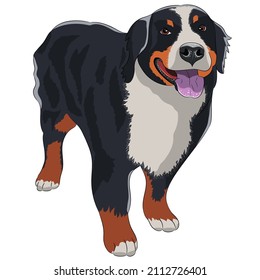 Vector drawing of a dog of the Sennenhund breed.