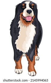 Vector drawing of a dog of the Sennenhund breed.