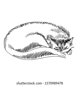 vector drawing of a domestic cat