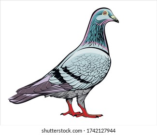 Vector drawing dove in color