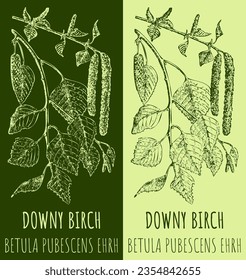 Vector drawing DOWNY BIRCH . Hand drawn illustration. The Latin name is BETULA PUBESCENS EHRH.
