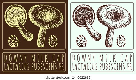 Vector drawing DOWNY MILK CAP. Hand drawn illustration. The Latin name is LACTARIUS PUBESCENS FR.
