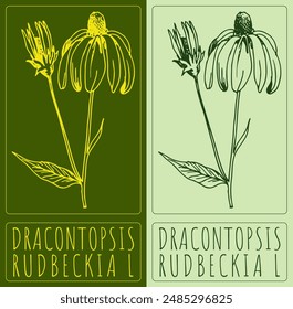 Vector drawing DRACONTOPSIS. Hand drawn illustration. The Latin name is RUDBECKIA L.
